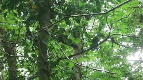 📽 robin hill - red squirrel in the trees - isle of wight