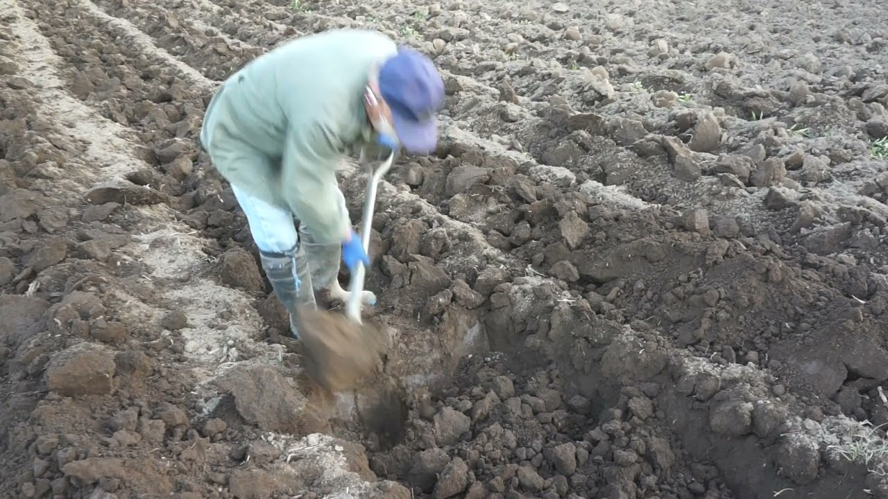 深層施肥準備　溝堀　2鍬目　1月17日