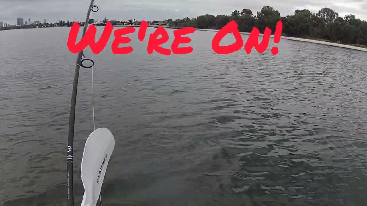 Swan River Winter Tailor Perth Kayak Fishing Western Australia YouTube