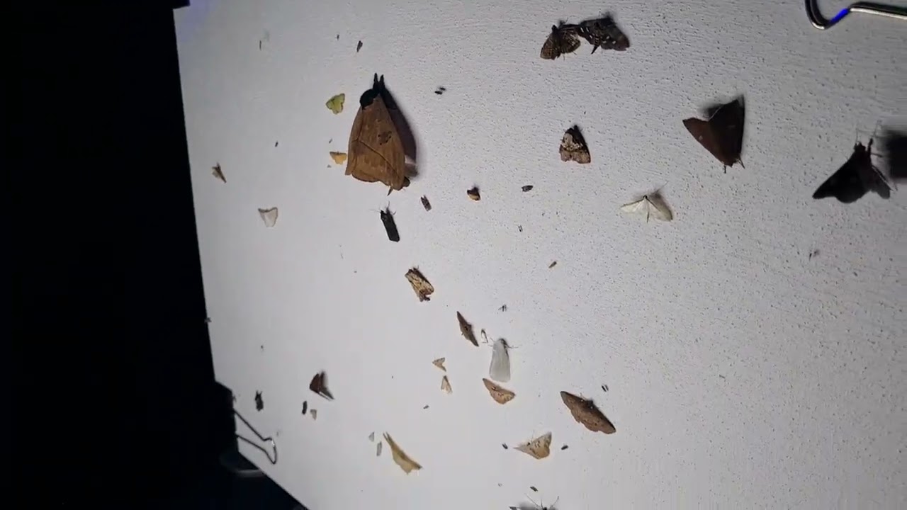 AMBER (AI-assisted Monitoring of Biodiversity using Edge-processing and  Remote sensors) | The Alan Turing Institute