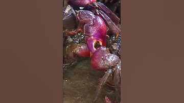 Về Cà Mau Đi Bắt Ba Khía Trong Rừng Đước 01| #shorts