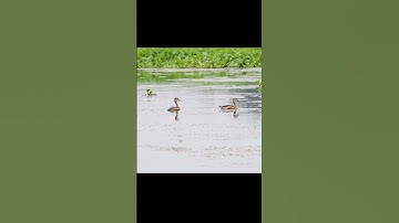Lesser Whistling-Duck Couple in Purbasthali | Birdwatching in Wetlands #shorts #youtubeshorts