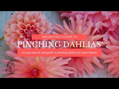 Video: Ý tưởng hỗ trợ Dahlia - Cách tốt nhất để tạo ra Dahlias