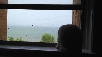 White cat Bianca Barbarella chasing tree-snow