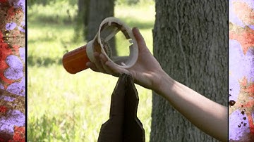 Managing Pecan Weevils