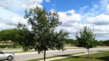 Huawei Ascend Mate2 video sample