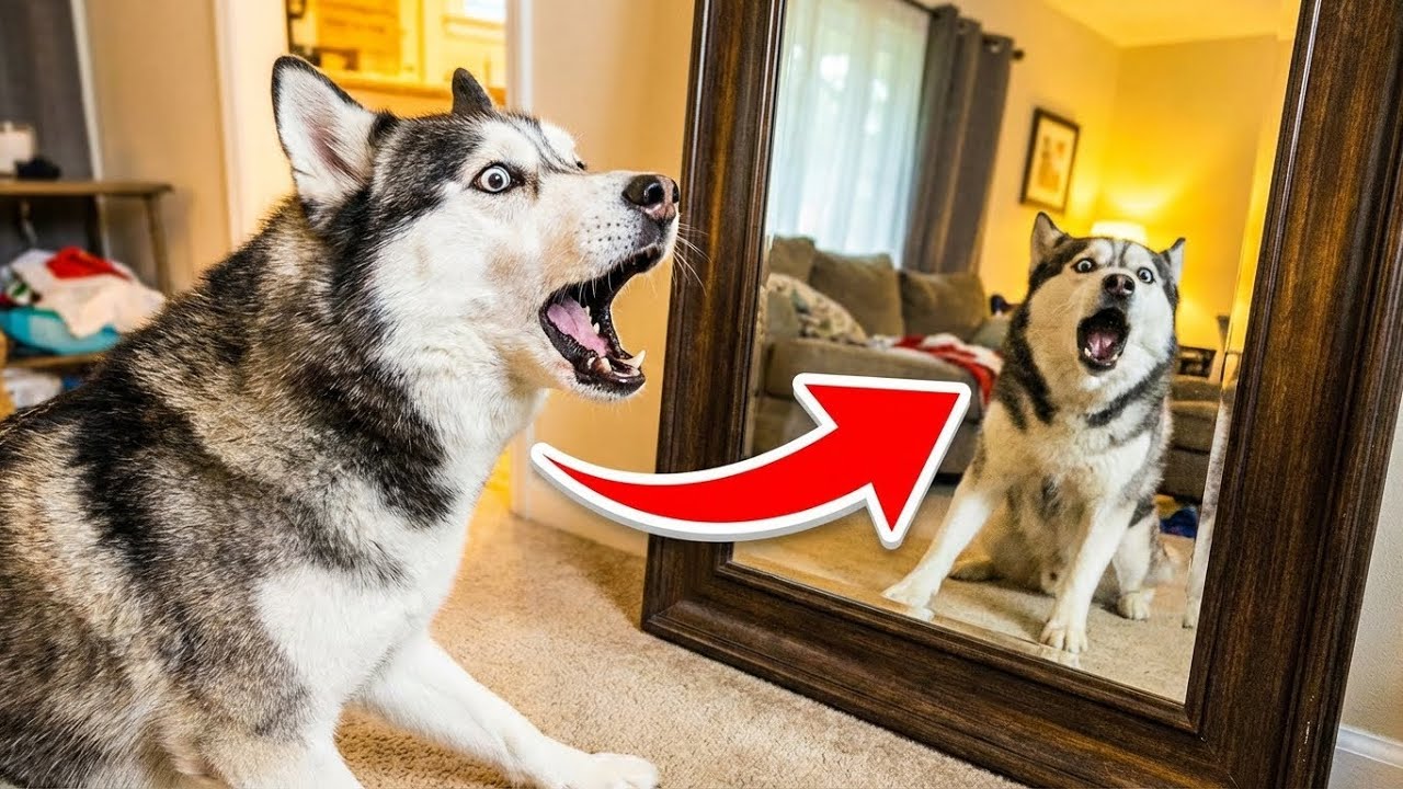 Huskies Being Huskies 😂🐺 | The Funniest Husky Moments Ever