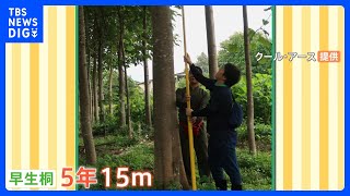 植樹が世界を救う！？5年で15mにまで成長する「早生桐」が大注目！｜TBS NEWS DIG