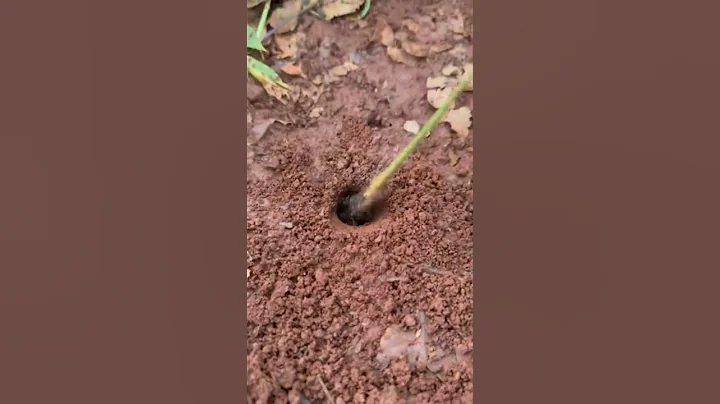 Tribe cowboy using fire ants to catch crickets insect for eat #shorts