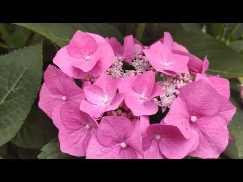 Гортензия крупнолистная "Блаумайзе" (Hydrangea macrophylla 'Blaumeise')