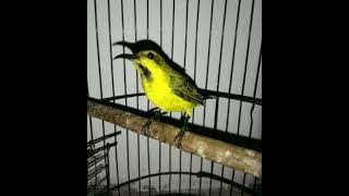 pikat burung SOGON kombinasi burung kemade/cabe'an paling ampuh 😎#pikat #pikatburung