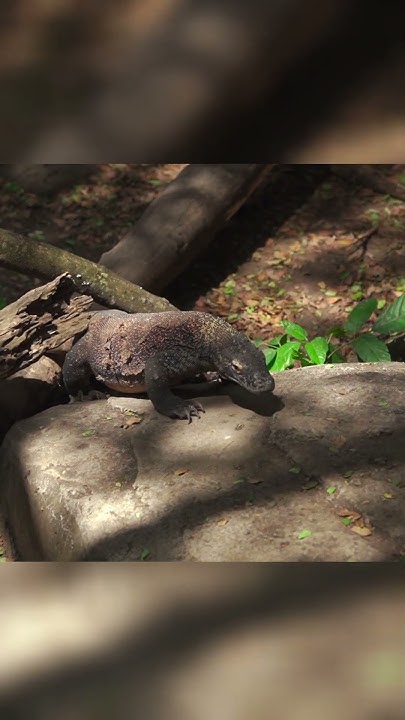 Komodo Dragon: Strong and sharp Claws and Teeth!! - YouTube