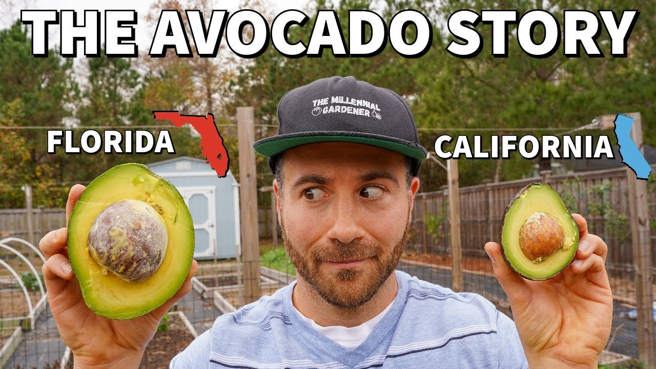 The Incredible TRUE STORY Of The Avocado! YouTube The Incredible TRUE STORY Of The Avocado! YouTube