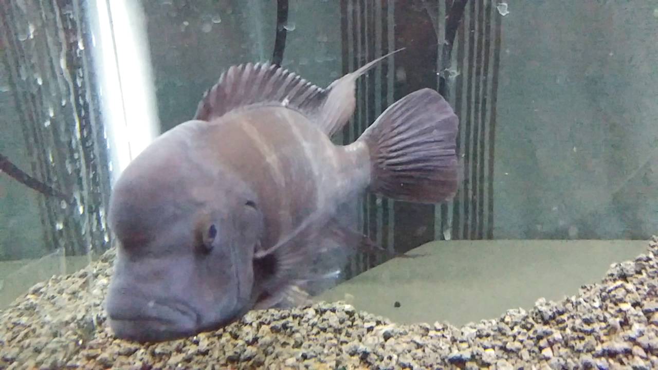 Finnagain - YouTube
