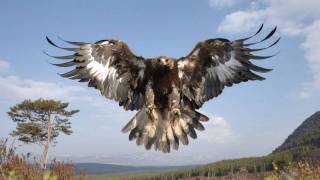 Hd Sandeagle - Id Final Version Tar