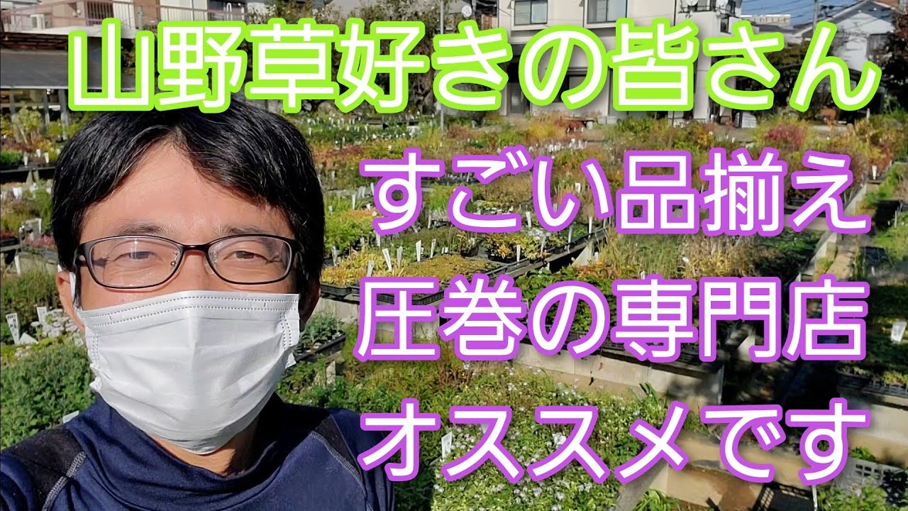【おすすめの山野草屋さん】すごい品揃えで、見ているだけで楽しい専門店@安藤農園🌿🎵