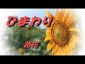 ひまわり Sunflower 路花(Roca)