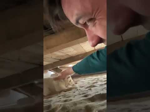 Щенок под гаражом