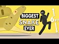 What&#39;s The Biggest Snake In The World Ever?! DEBUNKED