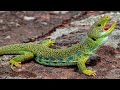 Lagarto Ocelado de Almería