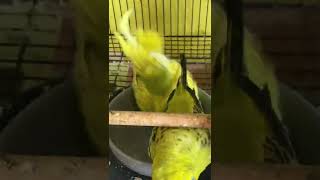 Bath Time for English Budgies #shorts #trending #budgies #budgielove #parrot #perruche #parakeet