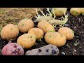 How We Plant Potatoes for a Great Yield