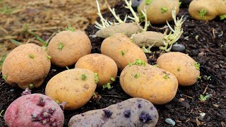 How We Plant Potatoes for a Great Yield