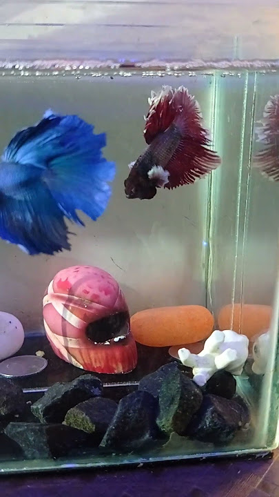 Two betta fish in one tank🦈🦈🐠🐠 #bettafish#YouTube shots #fishing #pets#lobster #secrets