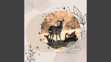 Pulsating Backdrops for Serene December