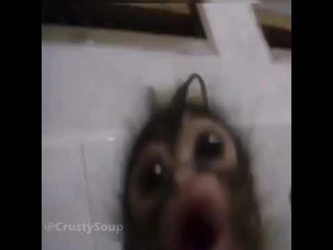 monkey listening to music meme monkey listening to music meme