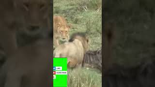 🐺 Wild Animals and Their Secret Hunting Tactics #wildlife #shortvideo #lion