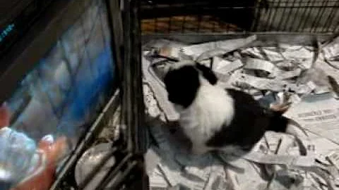 Spryte pups 4th video