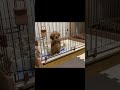 「まだ遊びたい…」って泣く子犬🐶