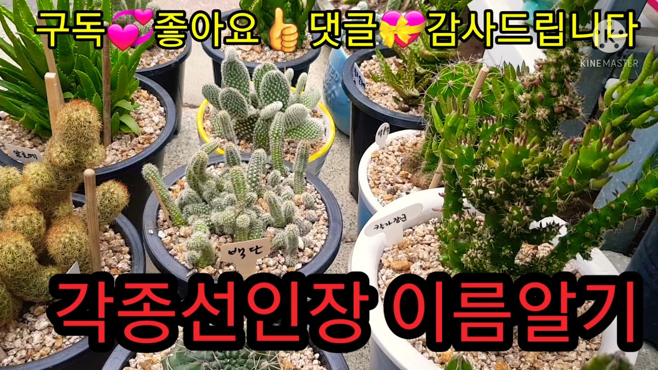 🏜선인장 이름알기~네이버 카메라로 검색하시면 모르는이름 알수 있어요