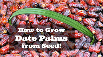 How to Grow Dates from Seed!