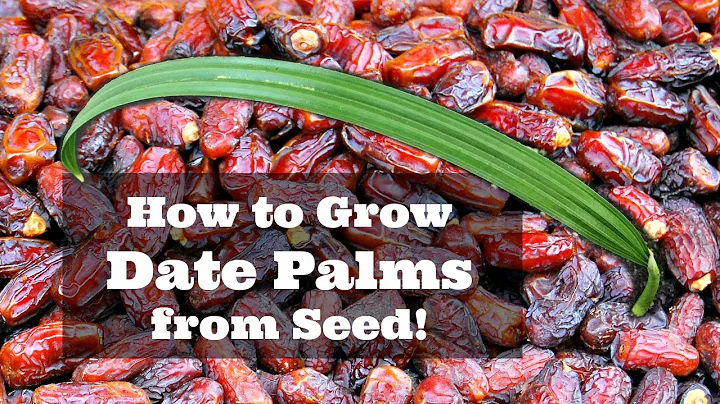How to Grow Dates from Seed!