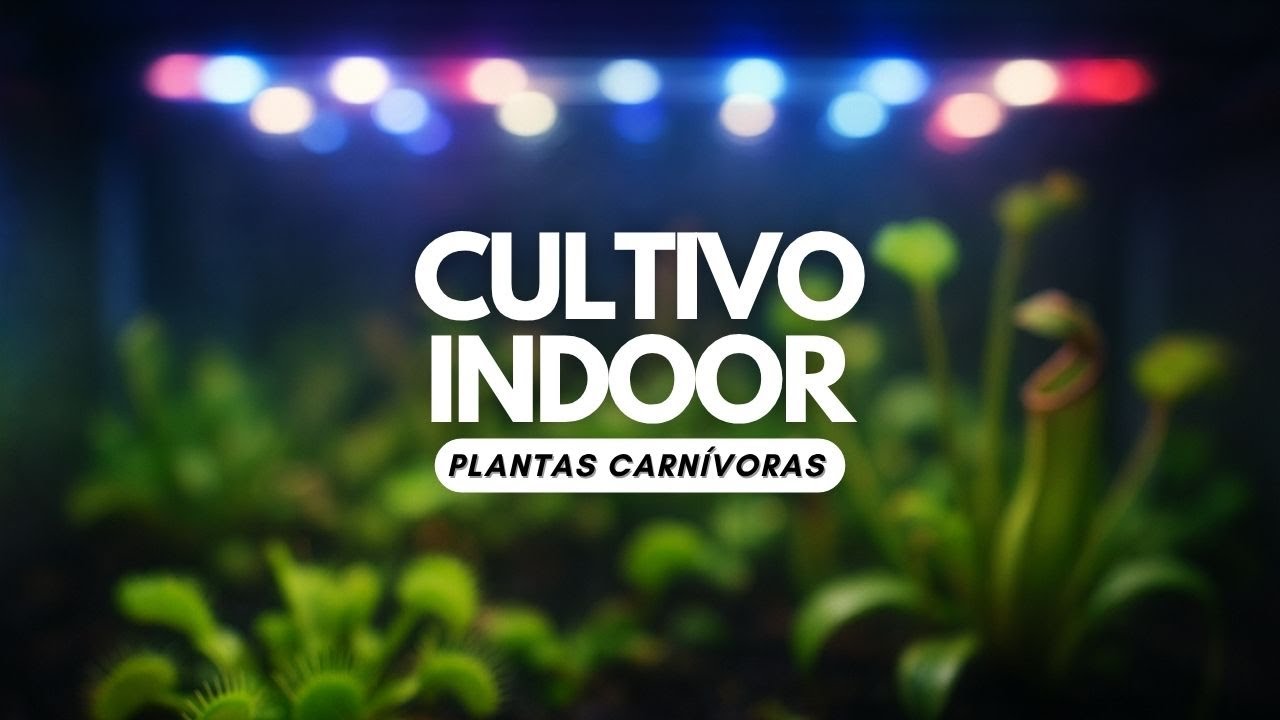 Cómo Montar un CULTIVO INDOOR CASERO para Propagar PLANTAS CARNÍVORAS 💰👈🏼