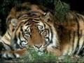 Les tigres