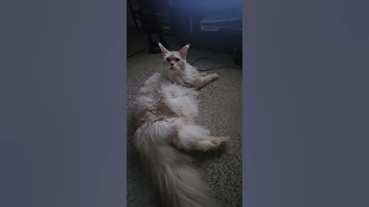 Watch the video about He likes to watch me game! #cat #catsoftiktok #mainecoonsoftiktok #mainecoon #kitty