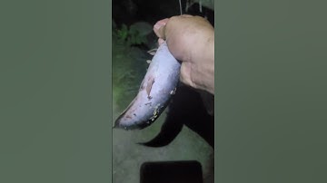 cứu chú cá mắc cạn khi thủy triều xuống//rescue a stranded fish at low tide