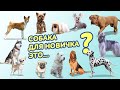 Какую собаку завести новичку|| Как выбрать собаку || Породы собак для новичков