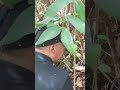 #shorts #horror #misteri #penelusuran #paranormal #trending #viral  #keramat #makam #makamkeramat