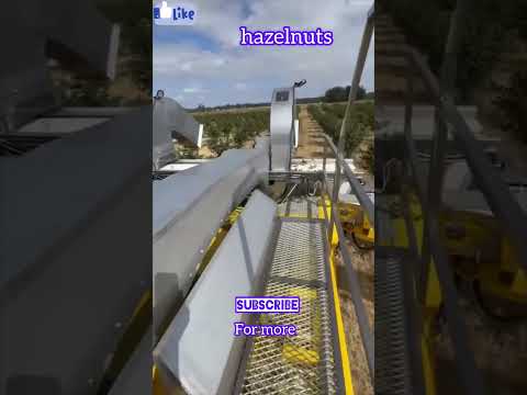 How To Harvest Hazelnuts
