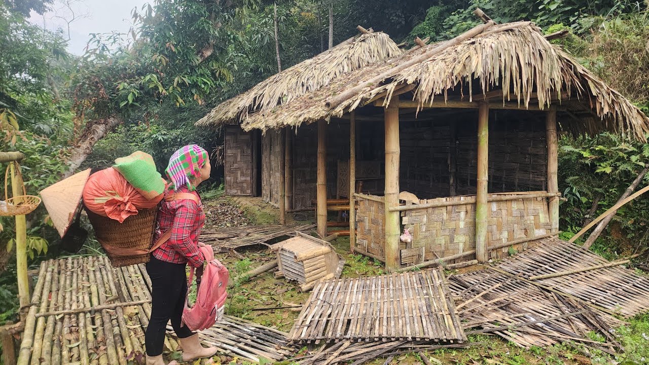 Restoring an abandoned bamboo house to serve as a shelter. Lý Thị Phương