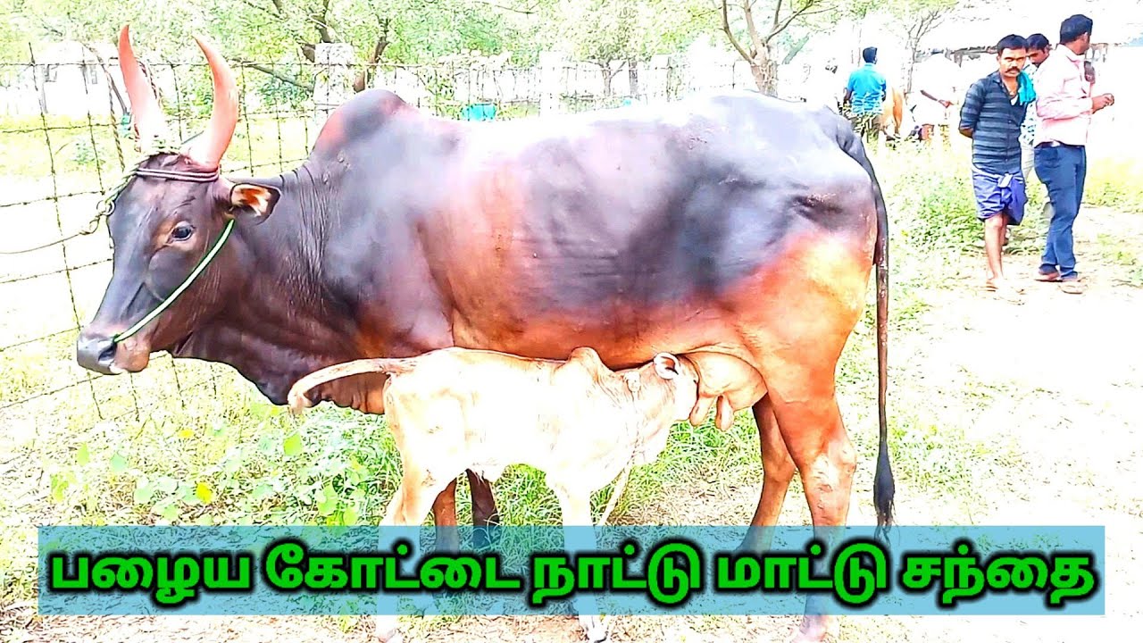 பழைய கோட்டை காங்கேய நாட்டு மாடுகளின் சந்தை/cow market in tamilnadu.