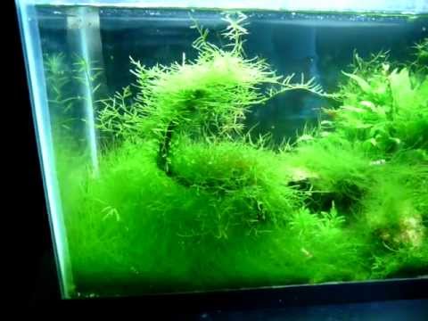 Java moss tank, aquascape with crystal red shrimp ...