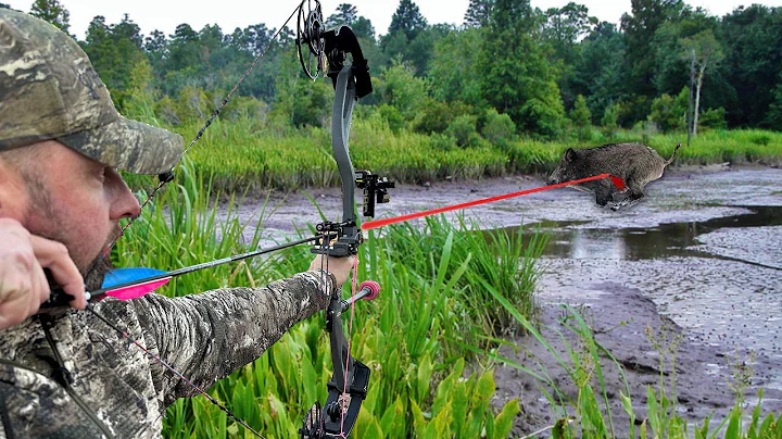 Spot and Stalk Bowhunting for WILD PIGS