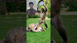 WOOOW Chimpanzee Rescue Dog From Giant Python #ChimpanzeeRescue #DogSaved #PythonEncounter #shorts