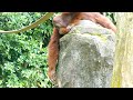 Orangutan wastes drinking water / 水をむだ遣いするオランウータン