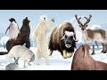 الحيوانات القطبيه للاطفال Polar Animals For Kids Animals Live In Ice اصوات الحيوانات للاطفال 